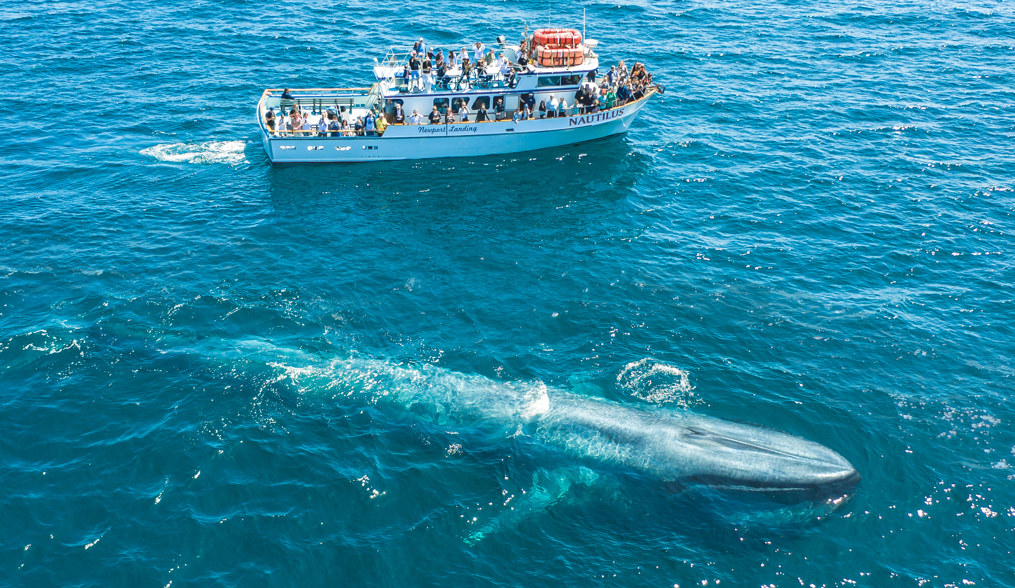 San-Clemente-whale-watching-cruises