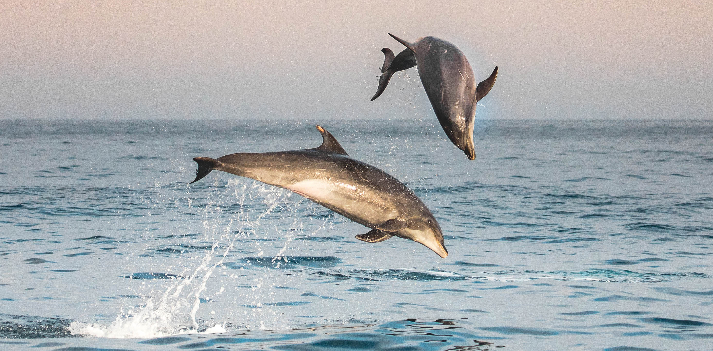 San-Clemente-whale-watching-cruises