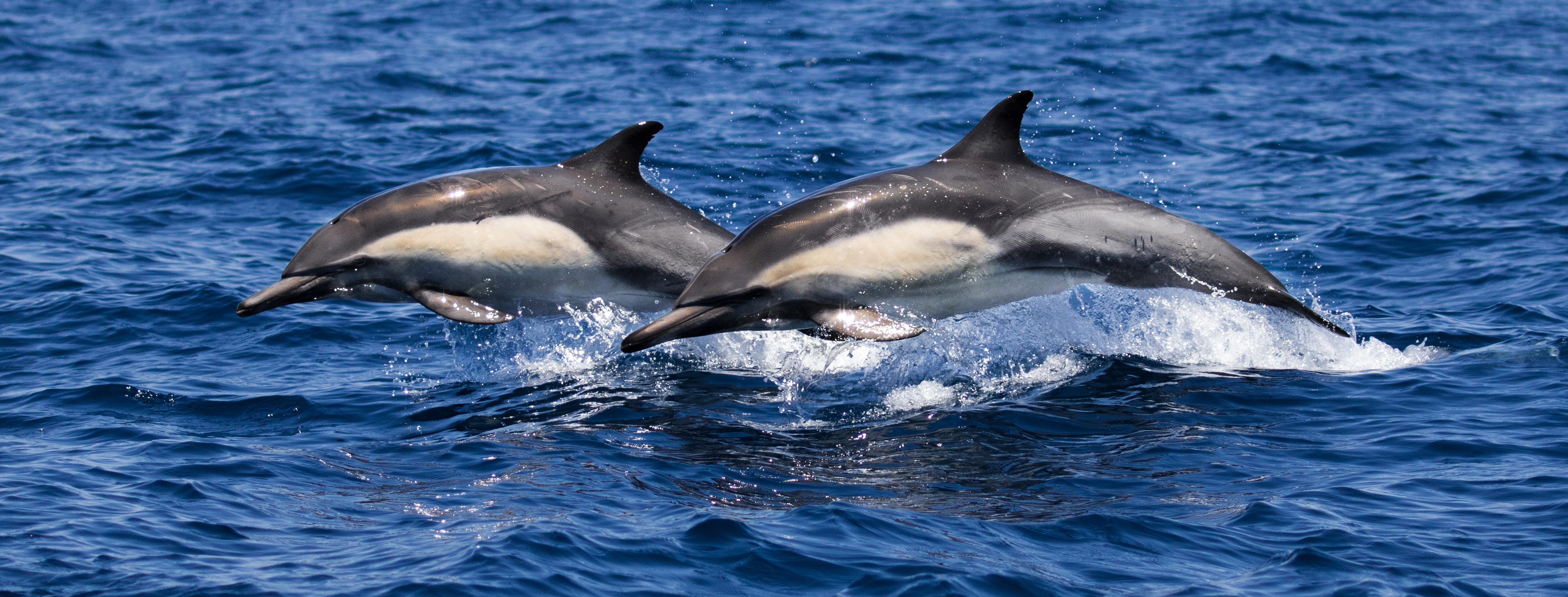 San-Clemente-whale-tours-whale-watching