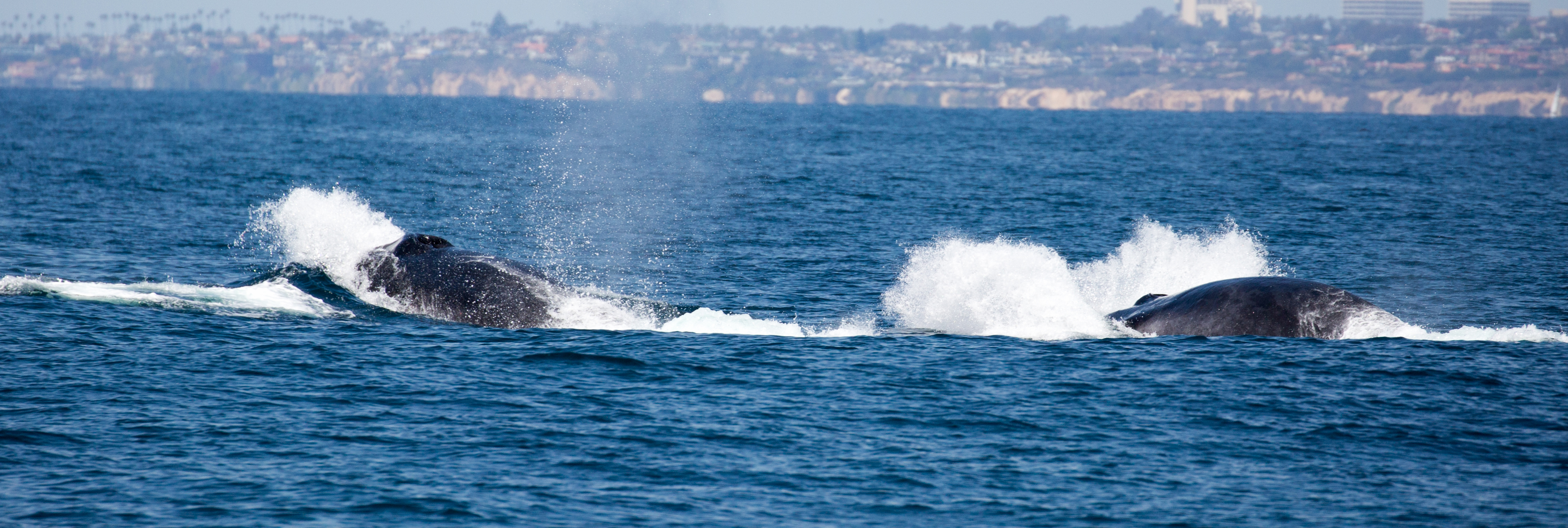 finback-whale-watching-San-Clemente-tours