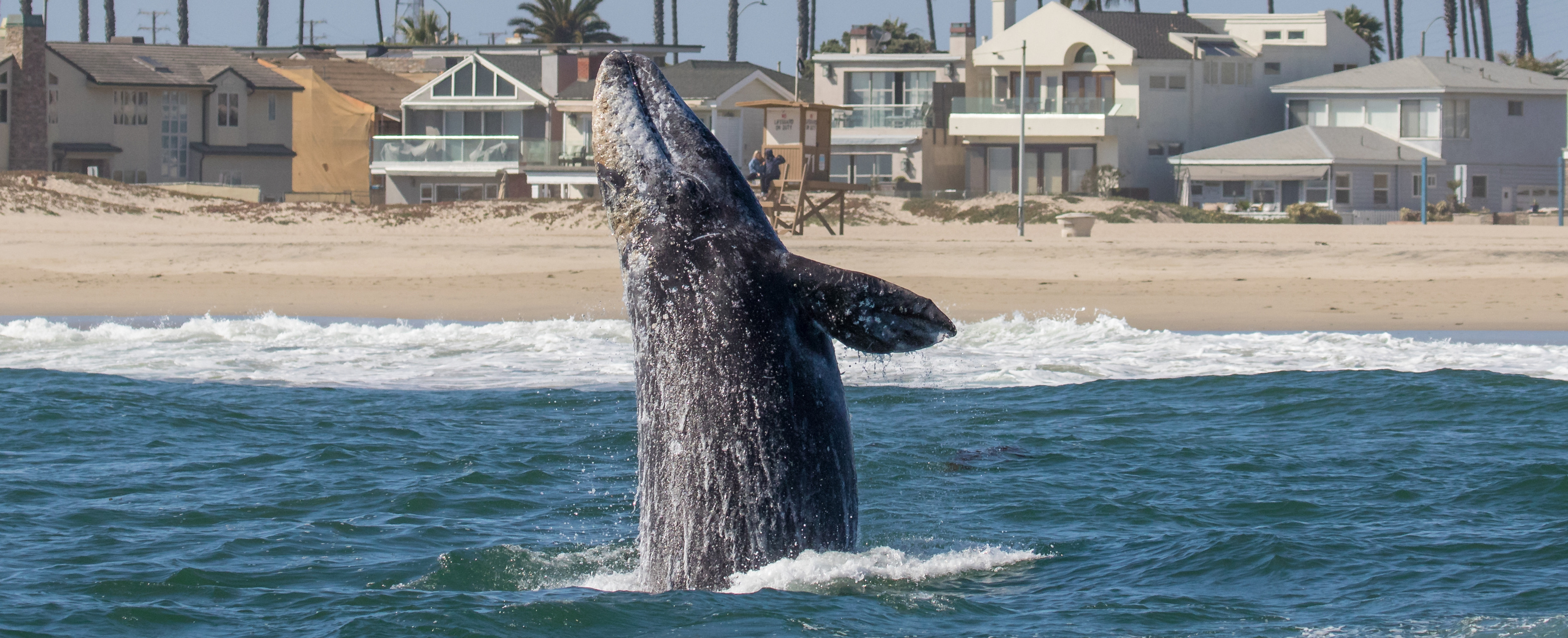 San-Clemente-gray-whales