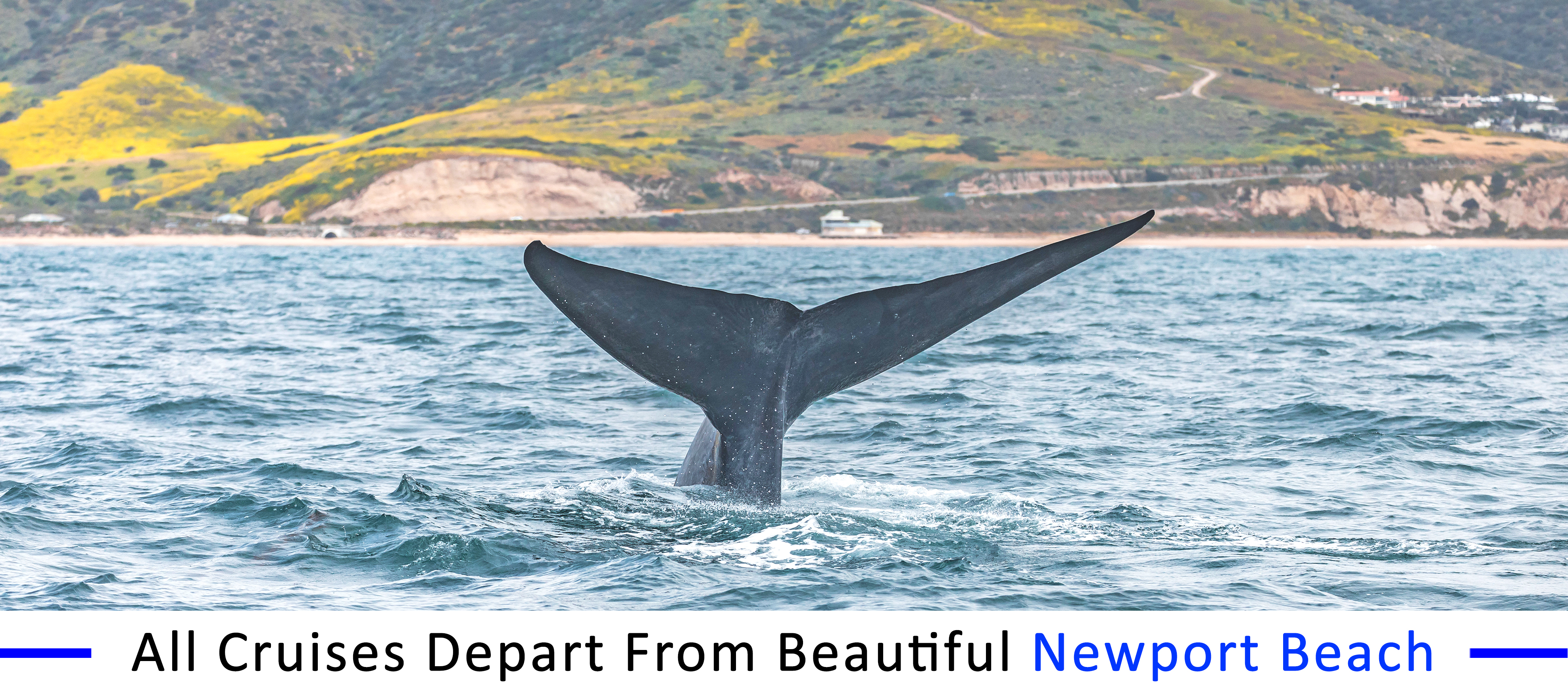 whale-watching-San-Clemente-group-pricing