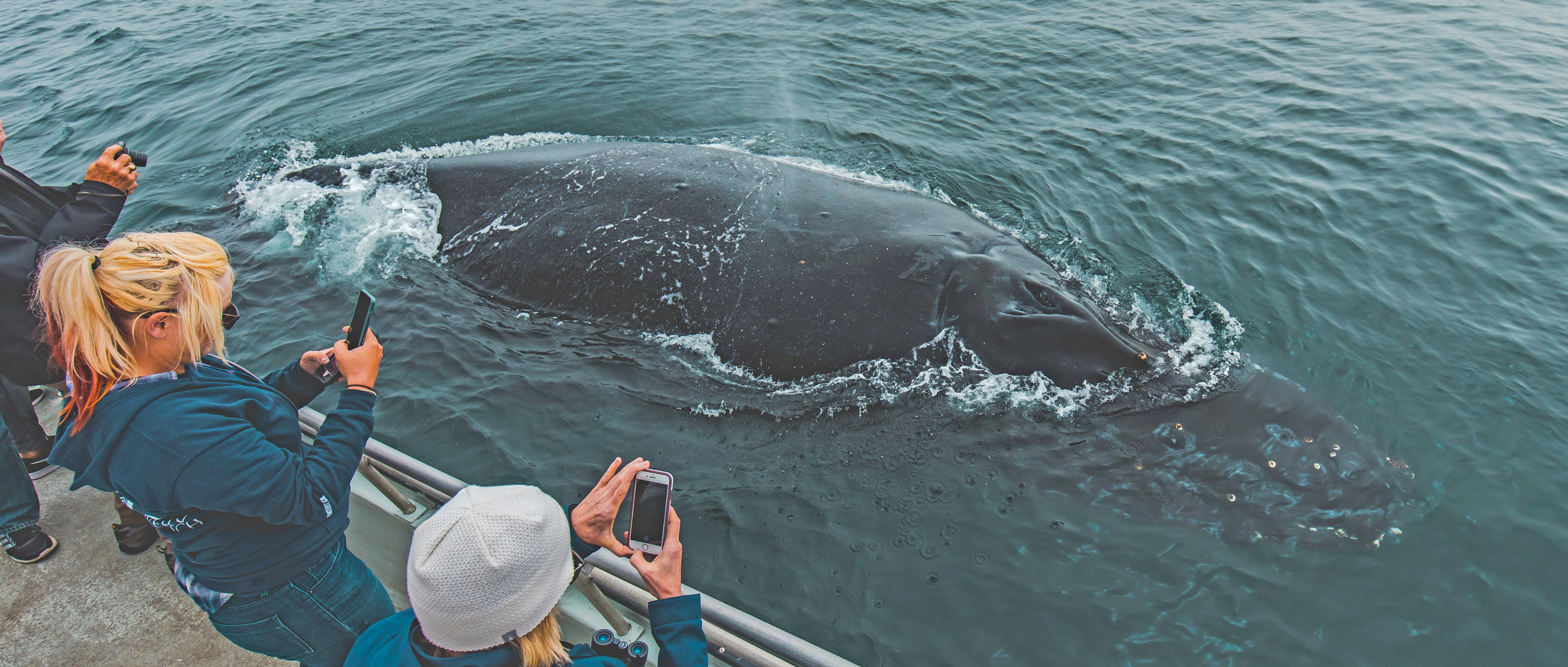 San-Clemente-humpback-whale-watch