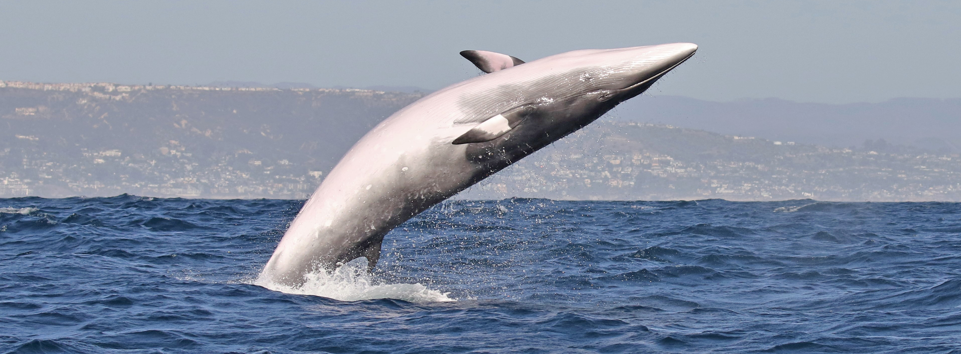 San-Clemente-minke-whale