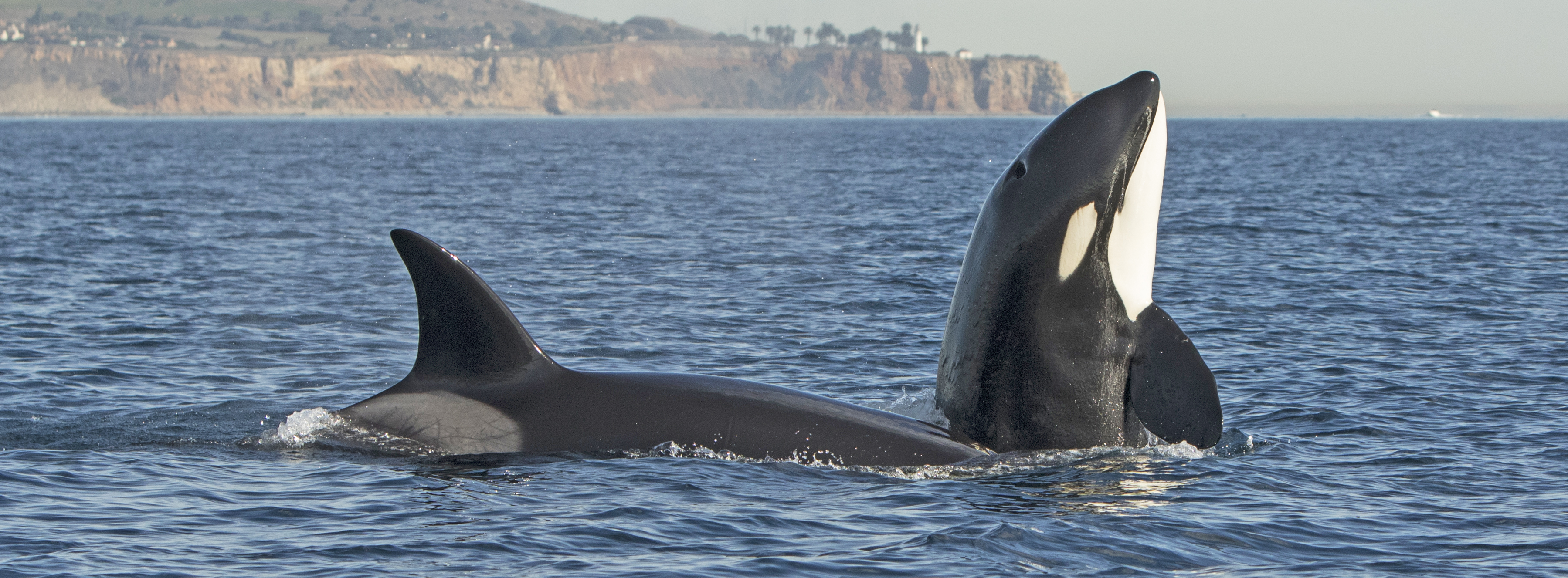 killer-whales-San-Clemente-trip