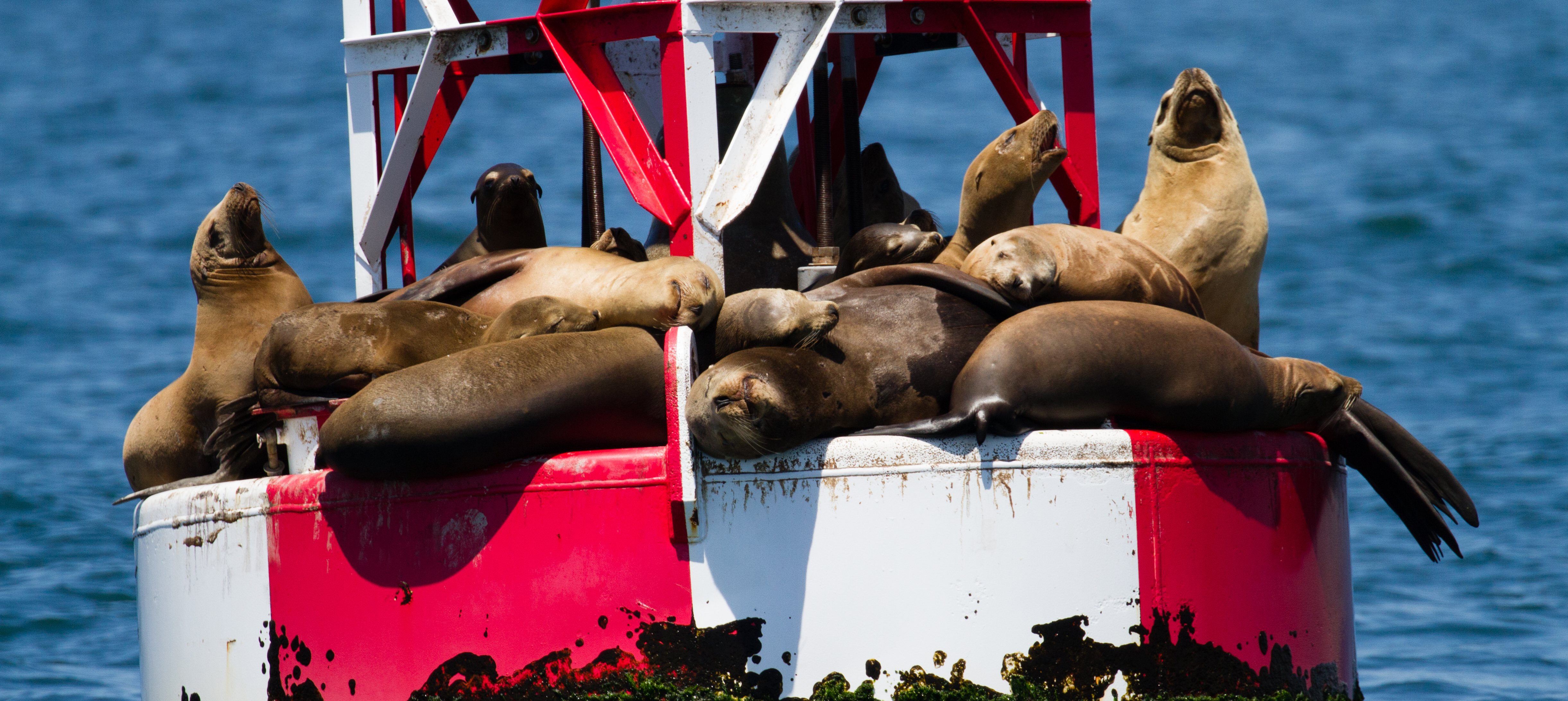 whale-watching-San-Clemente-trips